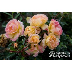 Candela® Liczne, żółtej barwy kwiaty. Przyjemnie pachną. Niski krzew.