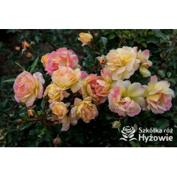 Candela® Liczne, żółtej barwy kwiaty. Przyjemnie pachną. Niski krzew.