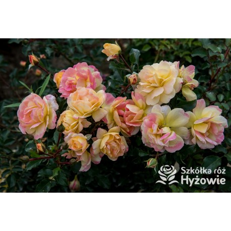 Candela® Liczne, żółtej barwy kwiaty. Przyjemnie pachną. Niski krzew.