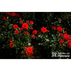 Zwergenefee 09® drobne kwiaty, pełne, czerwonej barwy. Bogate kwitnienie. Niziutki krzew.