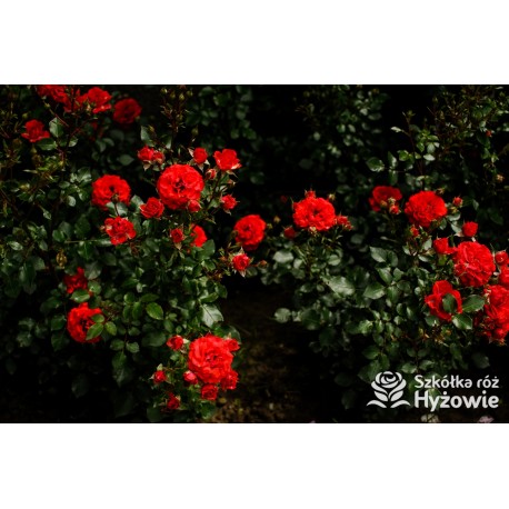 Zwergenefee 09® drobne kwiaty, pełne, czerwonej barwy. Bogate kwitnienie. Niziutki krzew.