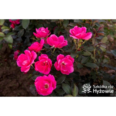 Gartenfreund® Duża liczba, pustych kwiatów o intensywnie różowej barwie. Ciemnozielone liście. Niski krzew.