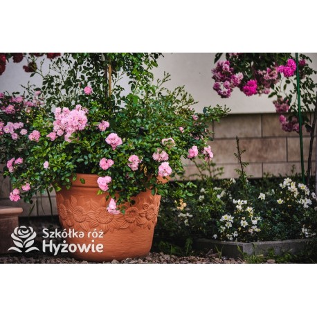 'The Ferry' bogate grona małych kwiatów, jasnoróżowej barwy. Płożą się po ziemi. Niski krzew.