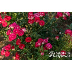 Schöne Koblenzerin®  Drobne, liczne, pełne dwubarwne biało-różowe kwiaty. Niski krzew.