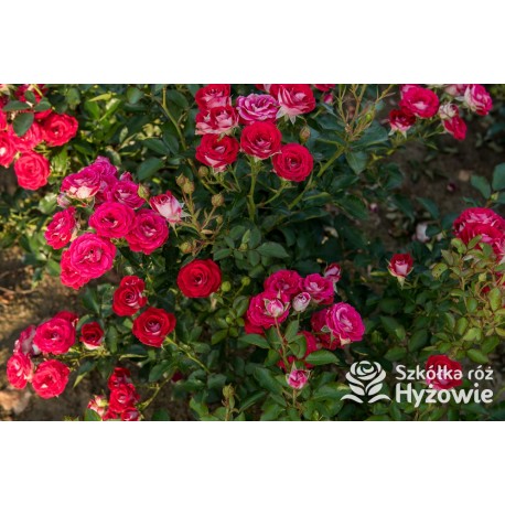 Schöne Koblenzerin®  Drobne, liczne, pełne dwubarwne biało-różowe kwiaty. Niski krzew.