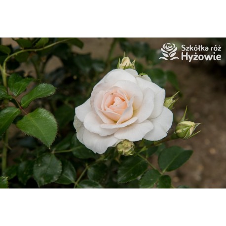 Sirius® Kremowej barwy kwiaty o przyjemnym zapachu. Błyszczący liść. Niski krzew.