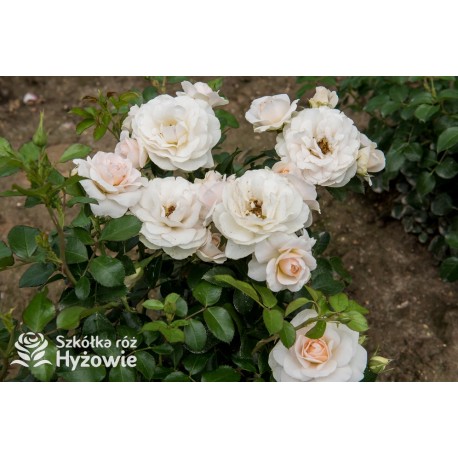 Sirius® Kremowej barwy kwiaty o przyjemnym zapachu. Błyszczący liść. Niski krzew.