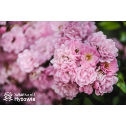 'The Ferry' bogate grona małych kwiatów, jasnoróżowej barwy. Płożą się po ziemi. Niski krzew.