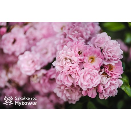 'The Ferry' bogate grona małych kwiatów, jasnoróżowej barwy. Płożą się po ziemi. Niski krzew.