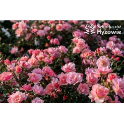 Jazz® małe, półpełne kwiaty, o niespotykanej morelowej barwie. Delikatnie pachnąca. Niski krzew.