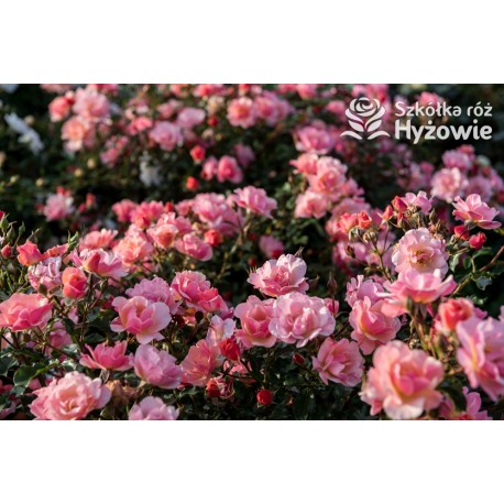 Jazz® małe, półpełne kwiaty, o niespotykanej morelowej barwie. Delikatnie pachnąca. Niski krzew.