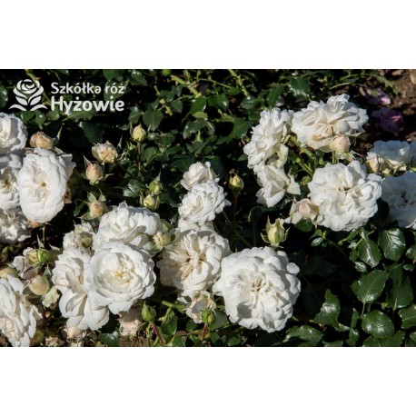 Kastelruther Spatzen® drobne, bogato kwitnące kwiaty o białej barwie, przyjemnie pachnące. Niski krzew.