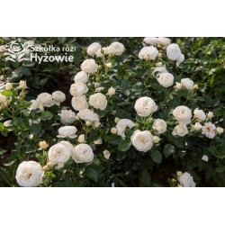 Artemis® Rozetkowe kwiaty, czysto białej barwy, mocno pachnące, błyszczące liście. Średniej wysokości krzew.