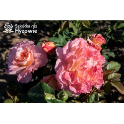 Augusta Luise® Pokaźne kwiaty, nabite płatkami, pomarańczowo- łososiowej barwy , bardzo mocnym zapachu. Niski krzew.