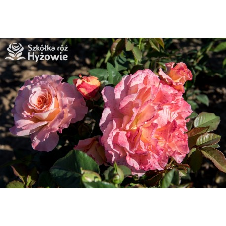 Augusta Luise® Pokaźne kwiaty, nabite płatkami, pomarańczowo- łososiowej barwy , bardzo mocnym zapachu. Niski krzew.