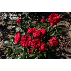 Piano® Pokaźne kwiaty, szczelnie wypełnione płatkami, o czerwonej barwie. Delikatnie pachnie.  Średniej wysokości krzew. 