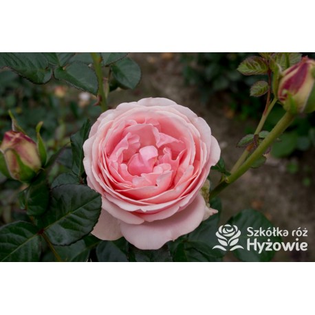 Aphrodite® Pokaźne, rozetkowe kwiaty o różowej barwie i bardzo przyjemnym zapachu. Średniej wysokości krzew.