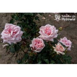 Aphrodite® Pokaźne, rozetkowe kwiaty o różowej barwie i bardzo przyjemnym zapachu. Średniej wysokości krzew.