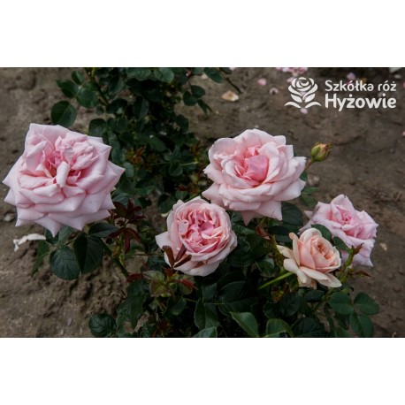 Aphrodite® Pokaźne, rozetkowe kwiaty o różowej barwie i bardzo przyjemnym zapachu. Średniej wysokości krzew.