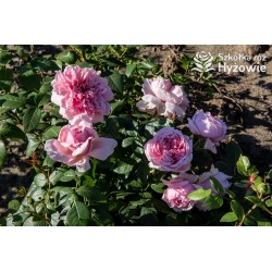 Schöne Maid® Pokaźne kwiaty, pełny układ płatków o różowej barwie, bardzo intensywnym zapachu. Średniej wysokości krzew.