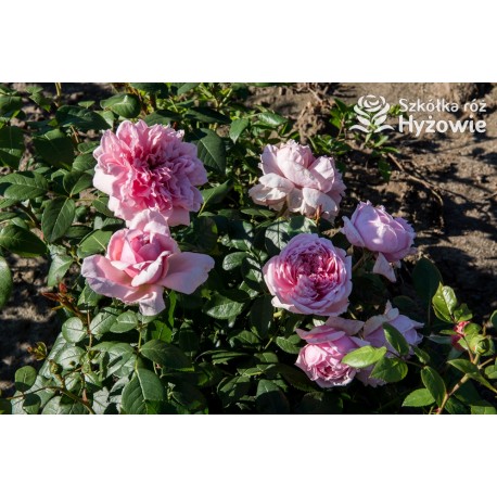 Schöne Maid® Pokaźne kwiaty, pełny układ płatków o różowej barwie, bardzo intensywnym zapachu. Średniej wysokości krzew.