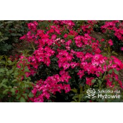 Stadt Rom® niesamowita liczba półpełnych kwiatów o ciemnoróżowej barwie. Mocno zielone liście. Niski krzew.