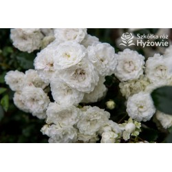 'White The Fairy' Liczna ilość, drobnych, pełnych kwiatuszków o białej barwie. Niski krzew.