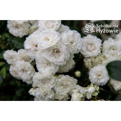 'White The Fairy' Liczna ilość, drobnych, pełnych kwiatuszków o białej barwie. Niski krzew.