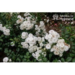 'White The Fairy' Liczna ilość, drobnych, pełnych kwiatuszków o białej barwie. Niski krzew.