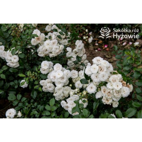 'White The Fairy' Liczna ilość, drobnych, pełnych kwiatuszków o białej barwie. Niski krzew.