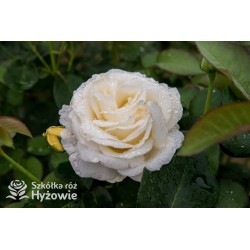 'Chopin' Ogromny, pełny kwiaty, białej barwy, bardzo intensywnie pachnie. Matowe liście. Średniej wysokości krzew.