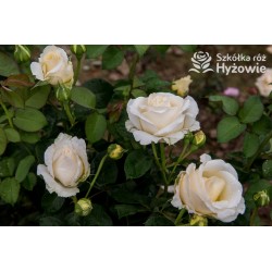 'Chopin' Ogromny, pełny kwiaty, białej barwy, bardzo intensywnie pachnie. Matowe liście. Średniej wysokości krzew.