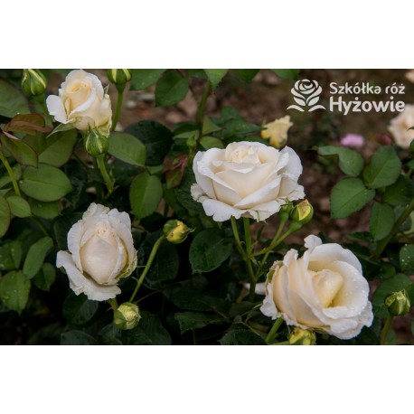 'Chopin' Ogromny, pełny kwiaty, białej barwy, bardzo intensywnie pachnie. Matowe liście. Średniej wysokości krzew.