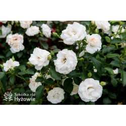 Aspirin Rose® małe, półpełne kwiaty, o białej barwie, delikatnie pachnące. Niski krzew.