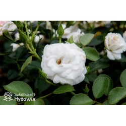 Aspirin Rose® małe, półpełne kwiaty, o białej barwie, delikatnie pachnące. Niski krzew.