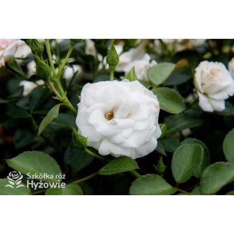 Aspirin Rose® małe, półpełne kwiaty, o białej barwie, delikatnie pachnące. Niski krzew.