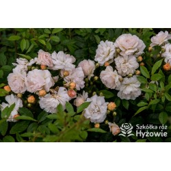 'Ghislaine De Feligonde' Drobne, pełne o kremowo-żółtej barwie kwiaty, bardzo przyjemnie pachnące. Wysoki krzew.