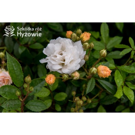 'Ghislaine De Feligonde' Drobne, pełne o kremowo-żółtej barwie kwiaty, bardzo przyjemnie pachnące. Wysoki krzew.