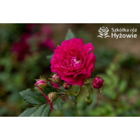 'Super Excelsa' Drobne, pełne kwiaty, o ciemnoróżowej barwie. Wysoki krzew.