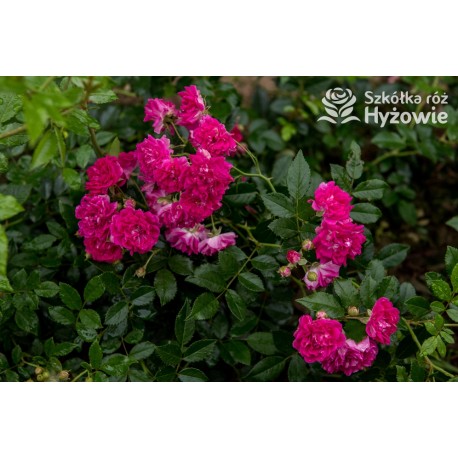 'Super Excelsa' Drobne, pełne kwiaty, o ciemnoróżowej barwie. Wysoki krzew.