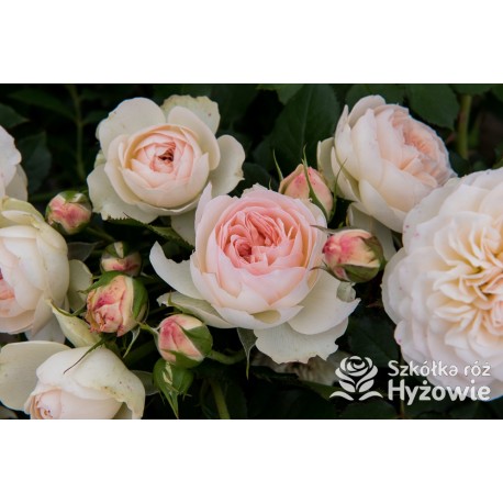 Pastella® Mocno nabite płatkami, rozetkowe kwiaty o kremowej barwie i o bardzo przyjemnym zapachu. Niski krzew.