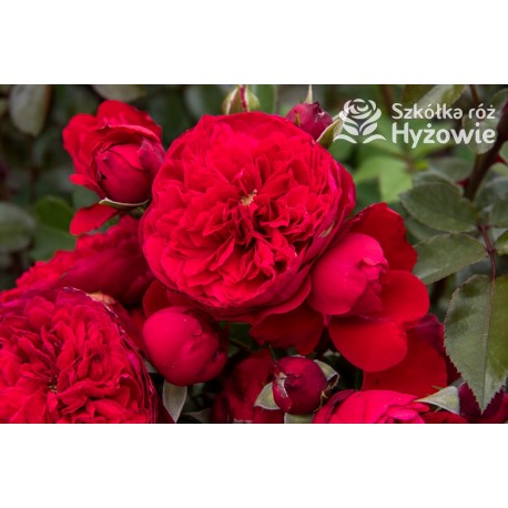 Florentina® Duże, rozetkowe kwiaty o czerwonej barwie. Wysoki krzew.