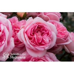 Voyage® Potężne , rozetkowe kwiaty o różowej barwie, przyjemnie pachnie. Ciemnozielone liście. Niski krzew.