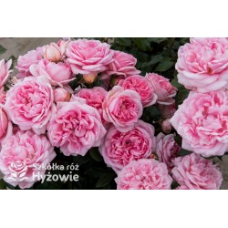 Voyage® Potężne , rozetkowe kwiaty o różowej barwie, przyjemnie pachnie. Ciemnozielone liście. Niski krzew.