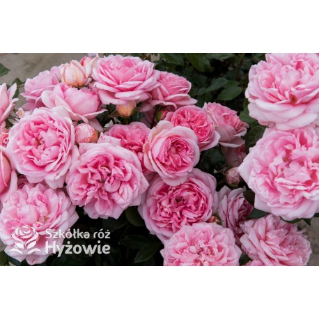 Voyage® Potężne , rozetkowe kwiaty o różowej barwie, przyjemnie pachnie. Ciemnozielone liście. Niski krzew.