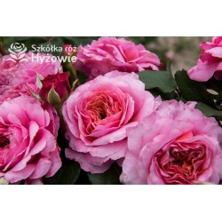 Eisvogel®  Pokaźne, nabity płatkami kwiat, o lawendowo- łososiowej barwie. Bardzo intensywnie pachnie. Średniej wysokości krzew.