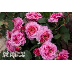 Eisvogel®  Pokaźne, nabity płatkami kwiat, o lawendowo- łososiowej barwie. Bardzo intensywnie pachnie. Średniej wysokości krzew.