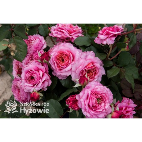 Eisvogel®  Pokaźne, nabity płatkami kwiat, o lawendowo- łososiowej barwie. Bardzo intensywnie pachnie. Średniej wysokości krzew.