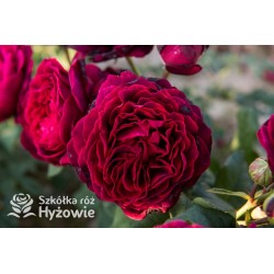 Gräfin von Hardenberg® Duży, nabity płatkami kwiat, ciemno-karminowej barwy, intensywnie pachnie. Średniej wysokości krzew.