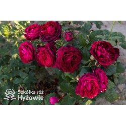 Gräfin von Hardenberg® Duży, nabity płatkami kwiat, ciemno-karminowej barwy, intensywnie pachnie. Średniej wysokości krzew.